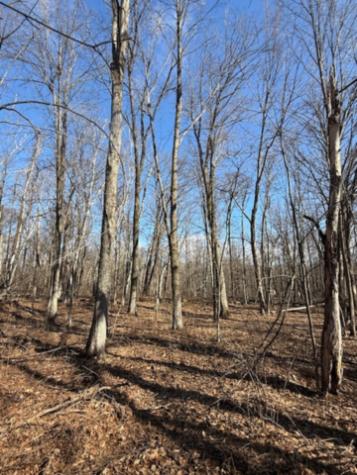 Tbd Woodchuck Trail Cushing MN 56443