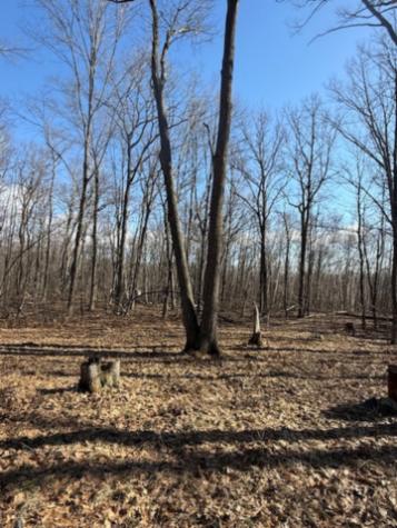 Tbd Woodchuck Trail Cushing MN 56443