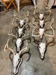 Na Na Albert Lea MN 56007