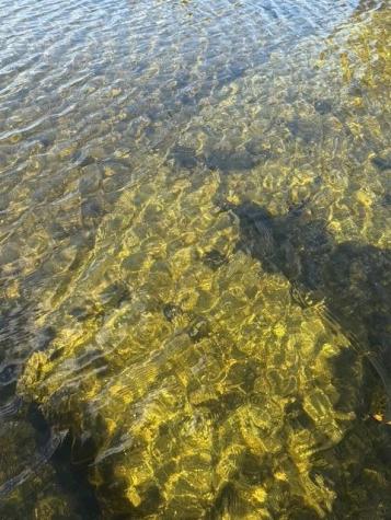 51021 Fish Lake Road Detroit Lakes MN 56501