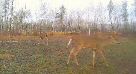 Tbd Anderson Crossing Road Sebeka MN 56477