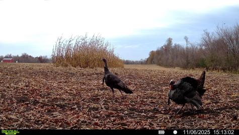 TBD-38AC 465th Street Sunrise Twp MN 55032