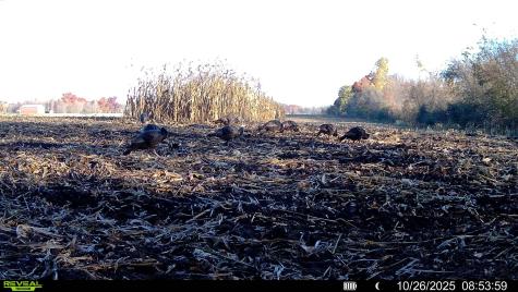 TBD-38AC 465th Street Sunrise Twp MN 55032