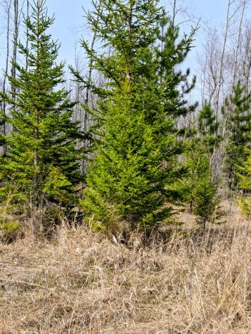 17 E County Road Mizpah MN 56660