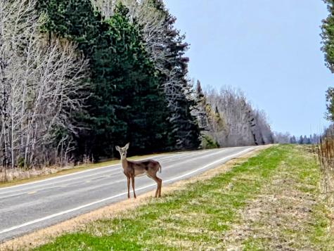 17 E County Road Mizpah MN 56660