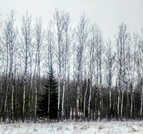 17 E County Road Mizpah MN 56660