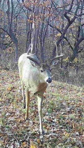 Tbd (XXX) Florence Trail Milaca MN 56353