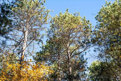 Tbd Liedlwood Lane Pequot Lakes MN 56472