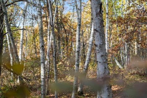 Tbd Liedlwood Lane Pequot Lakes MN 56472