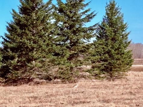 Lot 2 Badger Rd NW Baudette MN 56623