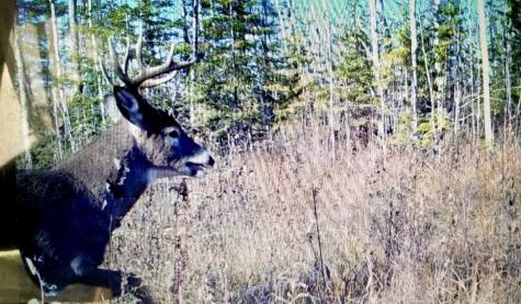 Tbd State Hwy 172 Cliff Baudette MN 56623