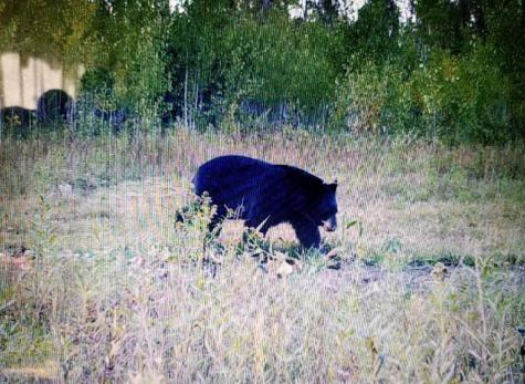 Tbd State Hwy 172 Cliff Baudette MN 56623