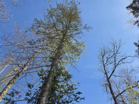 Tbd S Thunder Lake Drive NE Remer MN 56672