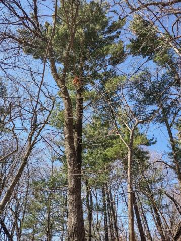 Lot 18 N4xx 297th Street Eau Galle WI 54737