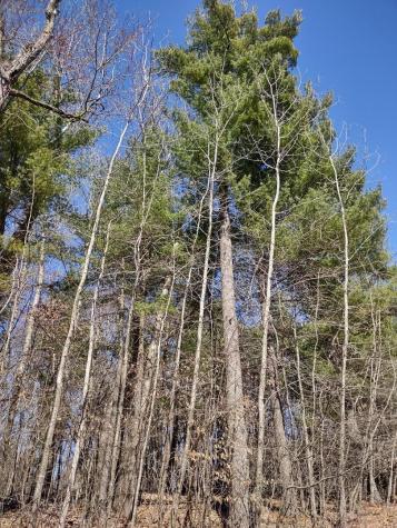 Lot 18 N4xx 297th Street Eau Galle WI 54737