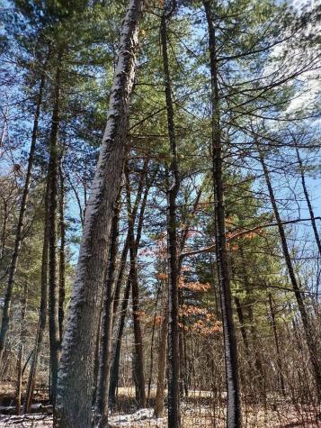 Lot 18 N4xx 297th Street Eau Galle WI 54737