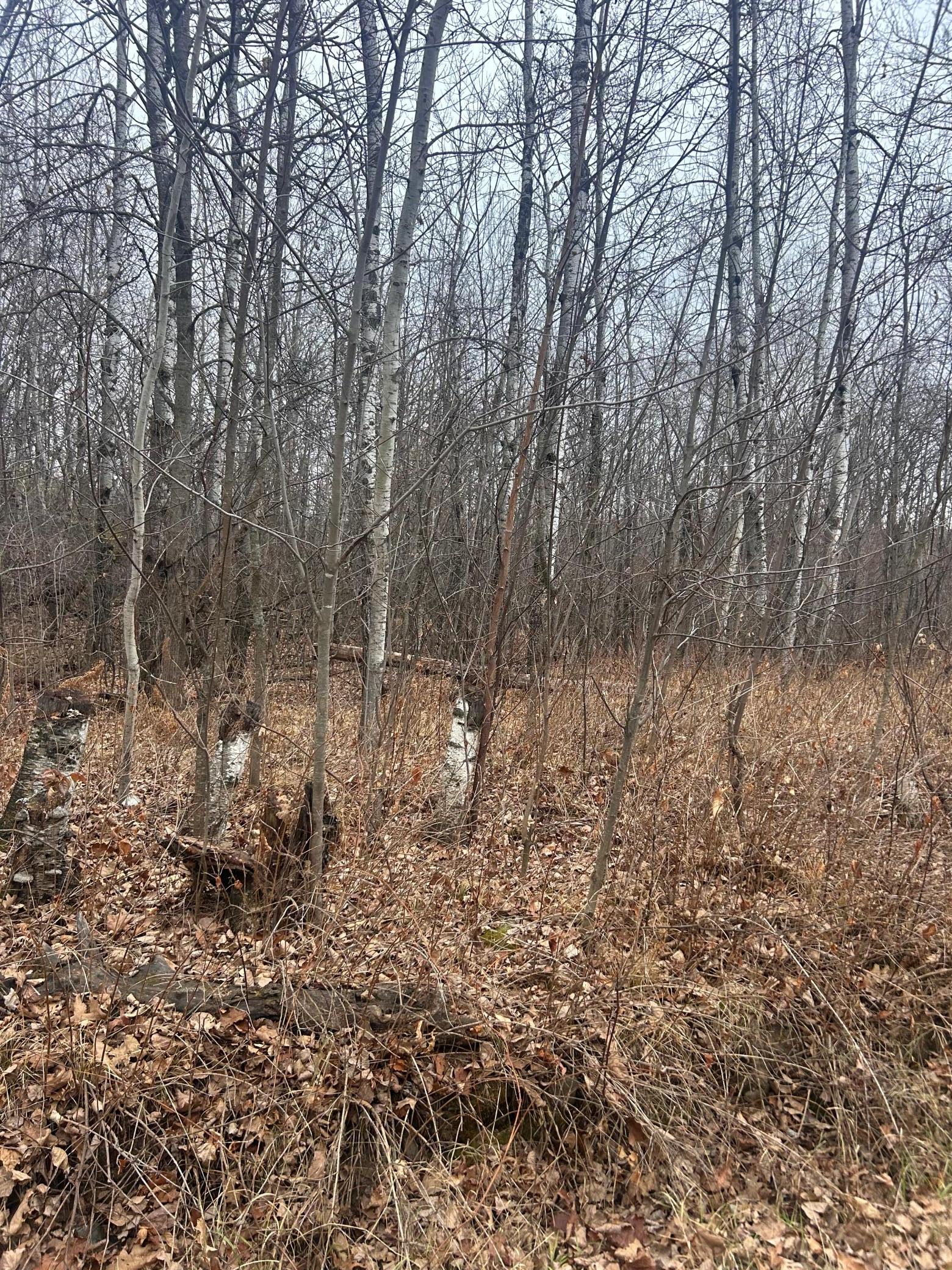 Tbdxxxx Golf Course Drive Cushing MN 56443