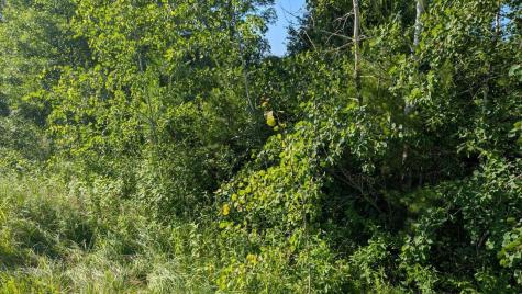 Tbd 60th Street SW Pequot Lakes MN 56472