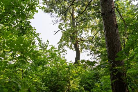 Lot 1 Turtle Lake Drive NW Walker MN 56484