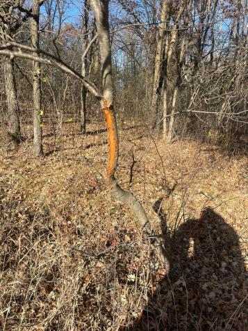 Tbd County Road 3 Saint Joseph Twp MN 56374
