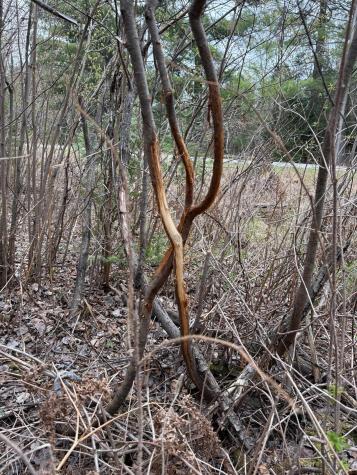 Tbd Scout Camp Road Eveleth MN 55734