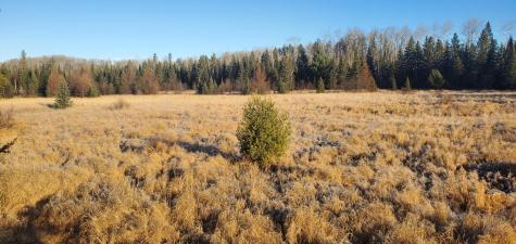 4251 North Arm E Cook MN 55723