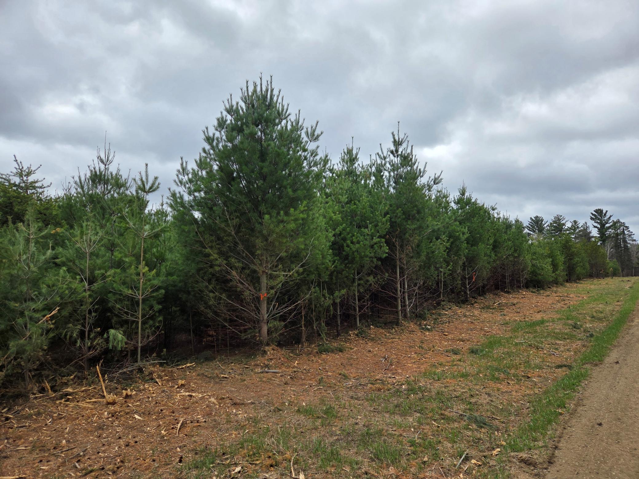 Tbd 450th St - Parcel A Laporte MN 56461