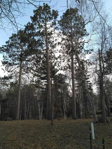 50126 County 29 Bemidji MN 56601