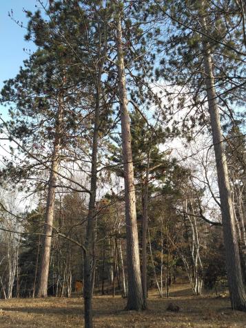 50126 County 29 Bemidji MN 56601
