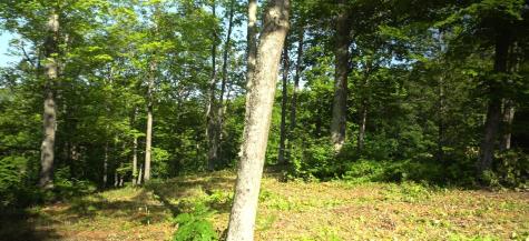 83xxx - Lot 12 Ashwabay Road Bayfield WI 54814