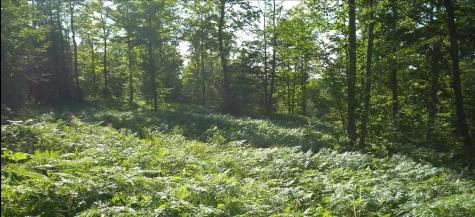 83xxx - Lot 12 Ashwabay Road Bayfield WI 54814