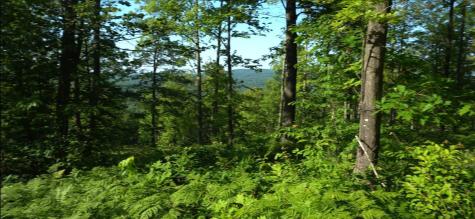 83XXX - Lot 12 Ashwabay Road Bayfield WI 54814