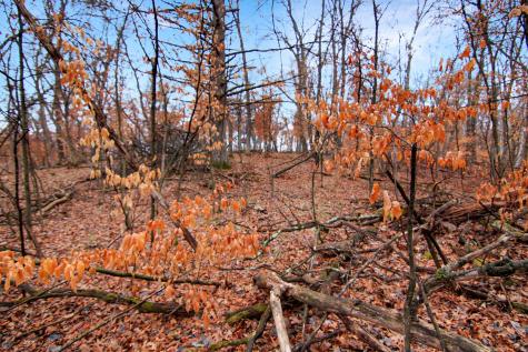Tbd Lots 200 & 201 Lynx Drive Breezy Point MN 56472