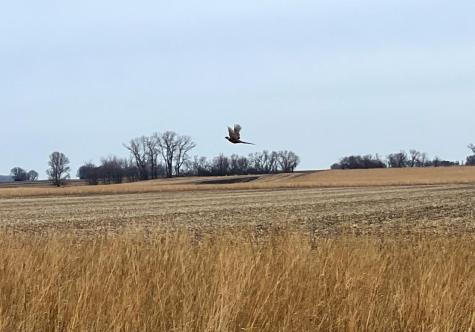 Tbd 120th Street SW Milan MN 56262