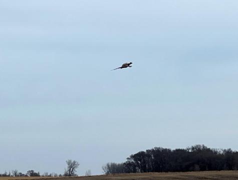 Tbd 120th Street SW Milan MN 56262