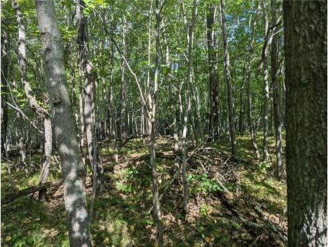 L23 B32 Shady Trail Breezy Point MN 56472