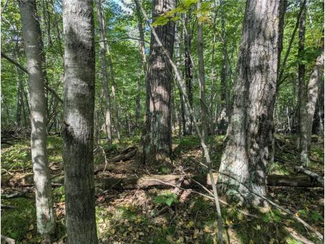 L23 B32 Shady Trail Breezy Point MN 56472