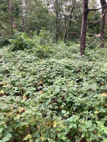 Lot 39 & 40 Owl Circle Breezy Point MN 56472