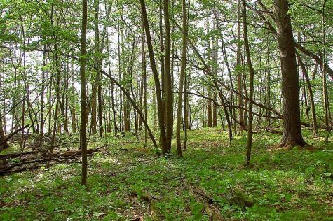 Tbd Rognaldson Road Brainerd MN 56401