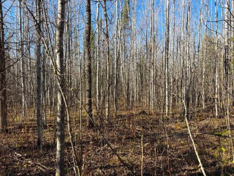 Lot E County Road 79 Littlefork MN 56653