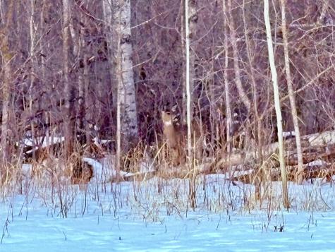 Tbd Minnesota Ave NE Warroad MN 56763