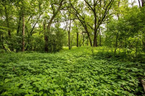 Tbd Mn Highway 30 Blooming Prairie MN 55917