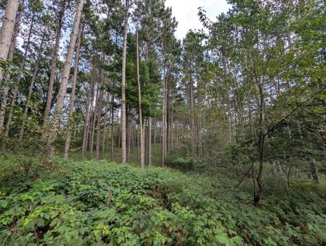 21645 Joplin Street NW Elk River MN 55330