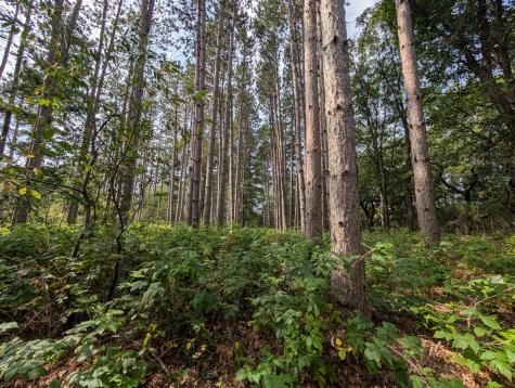21645 Joplin Street NW Elk River MN 55330