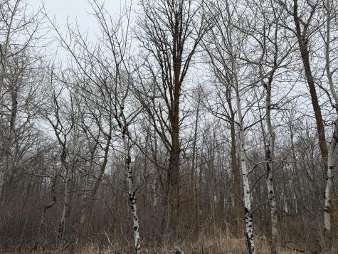 Tbd 460th Street Gonvick MN 56644