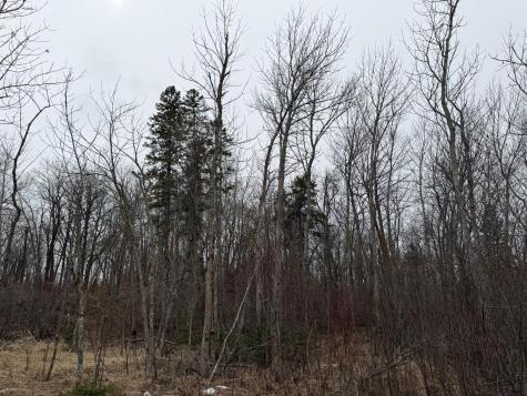 Tbd 460th Street Gonvick MN 56644