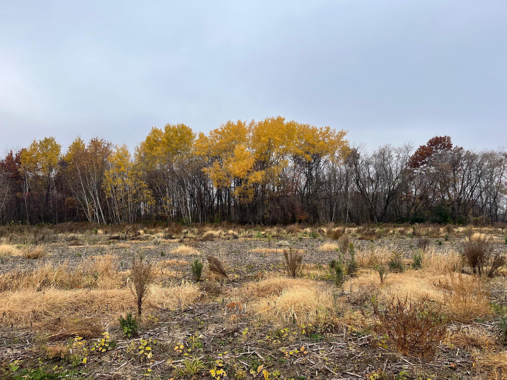 Tbd (Lot 1) Brunswick Road Stanchfield MN 55080
