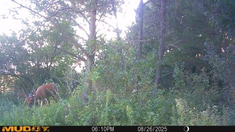 0 Lake Road Melrose WI 54642