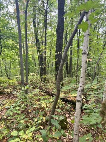 Xxx Lake Camile/lost Lake Cushing MN 56443