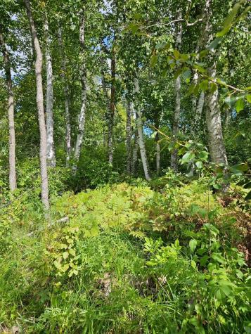 _ __birch Circle Drive NW Baudette MN 56623